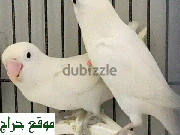 حمام أبيض ناصع الجمال - فرصة ذهبية لتربية طيور مميزة!