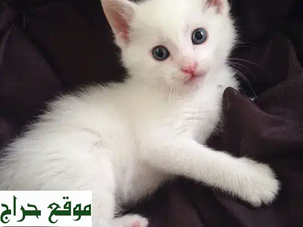 قطة فارسية نقية - عمر شهرين - رفيقة رائعة!