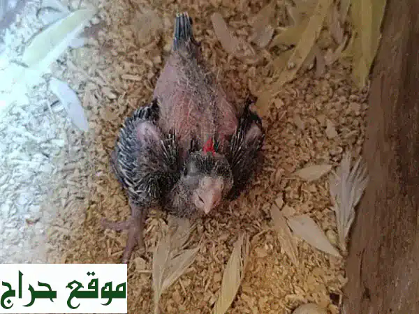 فرخ كوكاتيل أليف - صحي ونظيف بسعر مميز! 8 دينار بحريني