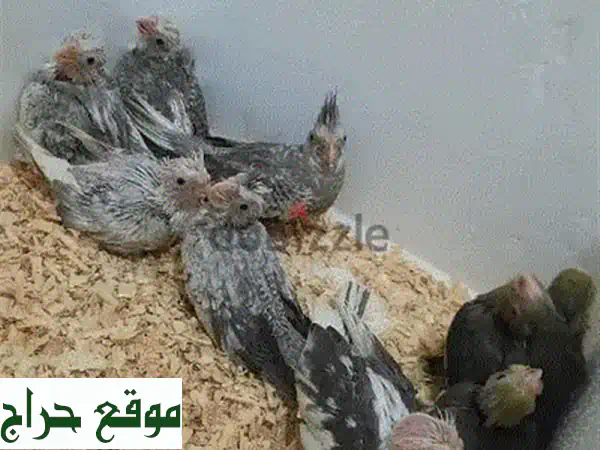 فرخ كوكاتيل أليف - صحي ونظيف بسعر مميز! 8 دينار بحريني