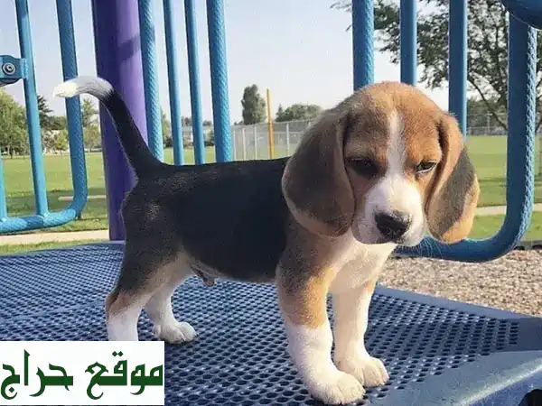 جلب بيجل أصيل مستورد - رفيقك الجديد ينتظرك!