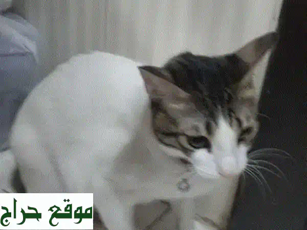 قطة صغيرة للتبني - أنثى عمرها ٩ أشهر، مرحة ولطيفة!
