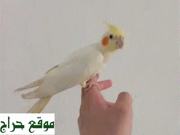 حمام أبيض ناصع الجمال - فرصة ذهبية لتربية طيور مميزة!