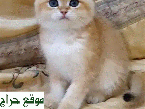 قطط شينشيلا ذهبية بريطانية فاخرة - استوردت حديثًا!