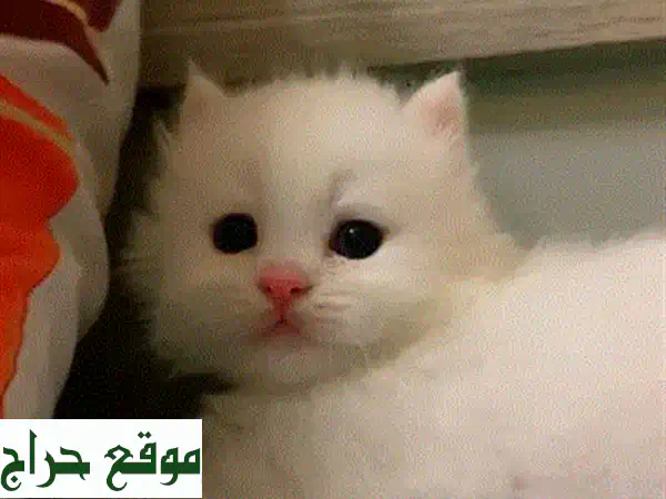 قطة فارسية نقية - عمر شهرين - رفيقة رائعة!