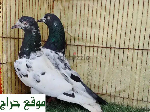 حمام باكستاني مطيار - أزواج للبيع بسعر مميز!