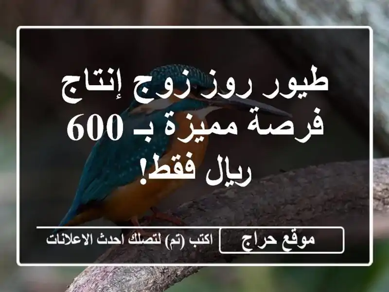 طيور روز زوج إنتاج - فرصة مميزة بـ 600 ريال فقط!