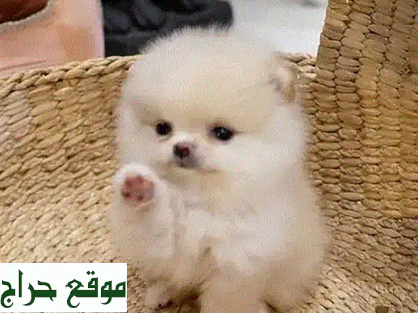 كلاب بوميرانيان صغيرة الحجم - ذهبية، بنية، برتقالية وأكثر! 🐾