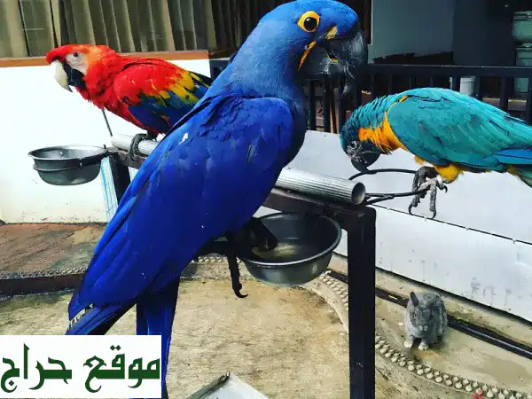 ببغاوات هجينث ماكاو صغيرة - أليفة ومدربة! 🦜