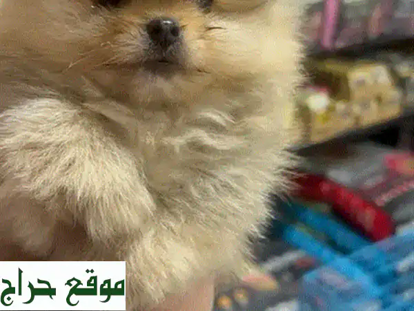 كلاب بوميرانيان صغيرة الحجم - ذهبية، بنية،...
