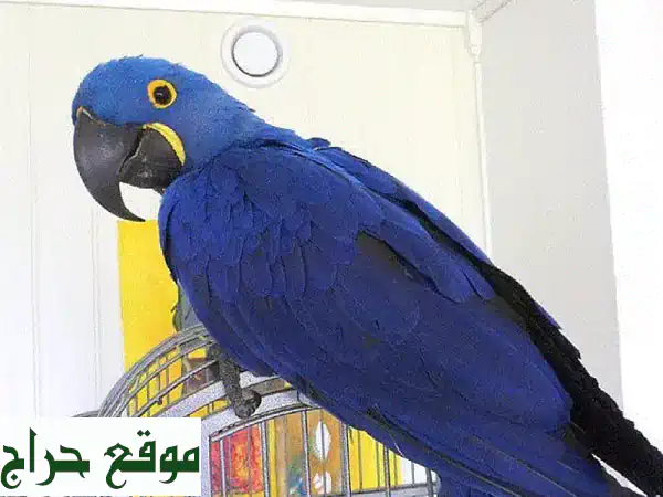 ببغاوات هجينث ماكاو صغيرة - أليفة ومدربة! 🦜