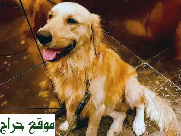 جولدن ريتريفر ذكر - رفيقك الوفي ينتظرك! ❤️