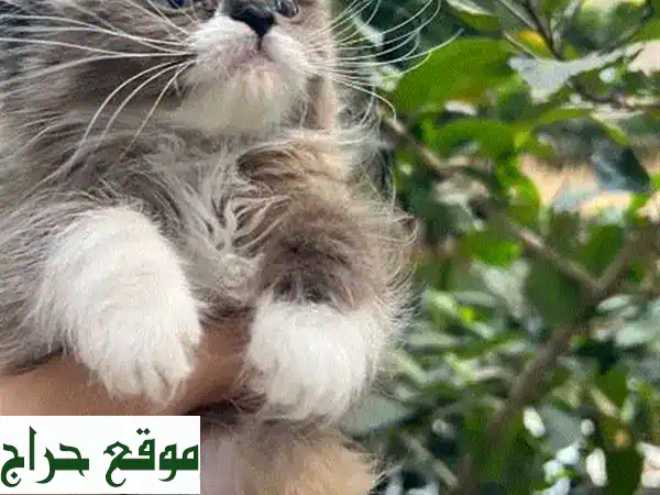 قطة راجدول أنثى جميلة وصحية تبحث عن بيت دافئ!
