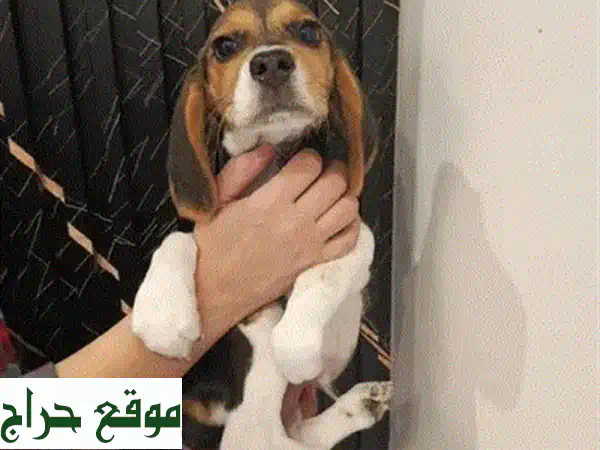 يوركشاير ميني ذكر - جرو نقيّ، صغير ولطيف للغاية! 😍