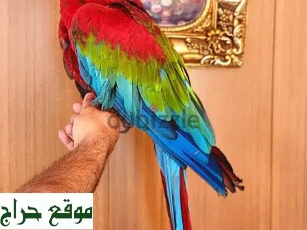 ببغاء مكاو أحمر أليف ومتكلم - عمر ٩ أشهر فقط!