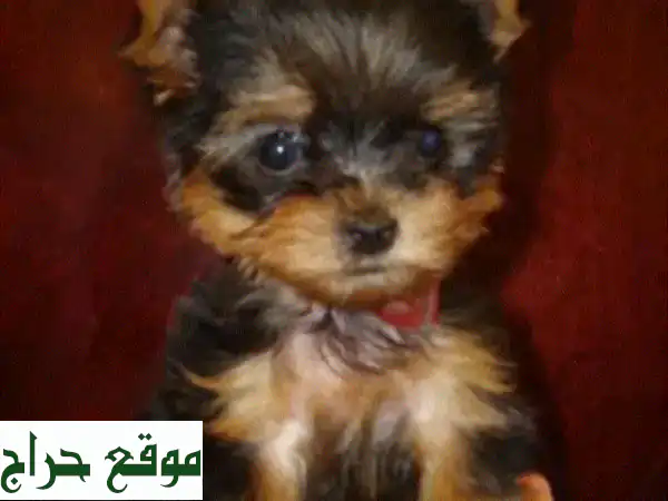 يوركشاير ميني ذكر - جرو نقيّ، صغير ولطيف للغاية! 😍