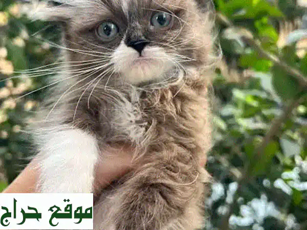 قطة راجدول أنثى جميلة وصحية تبحث عن بيت دافئ!