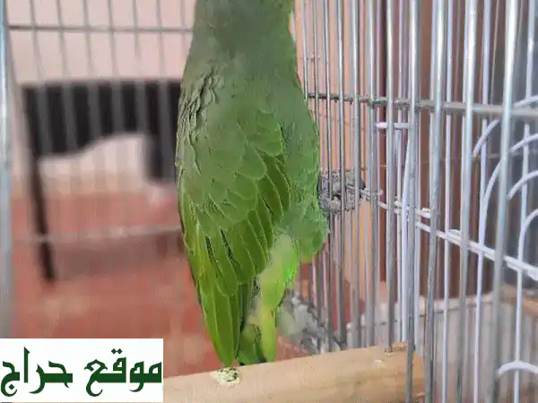 ببغاء أمازون أصفر الأجنحة - رفيقٌ محبب ينتظر منزلاً جديداً!