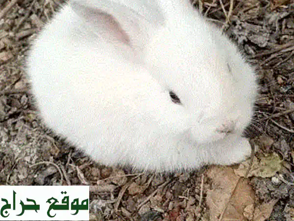 أرنب بيبي عربيّ لطيف - عمر شهر ونصف!  🏡💖