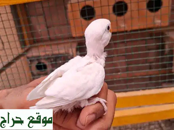 فرخ فيشر أبيض ناصع، صحيّ ومرحّ!  🏡🐦