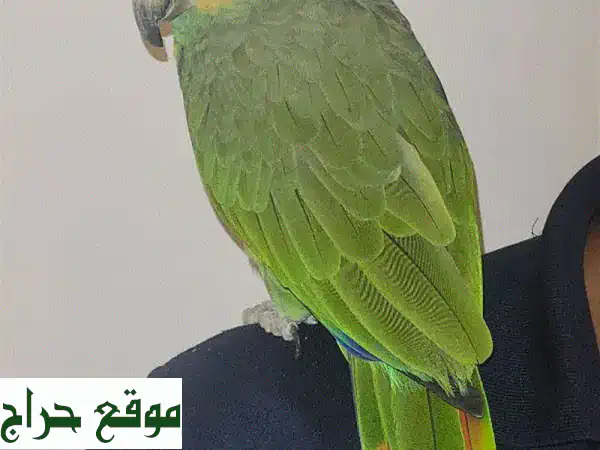 ببغاء أمازون أصفر الأجنحة - رفيقٌ محبب ينتظر...