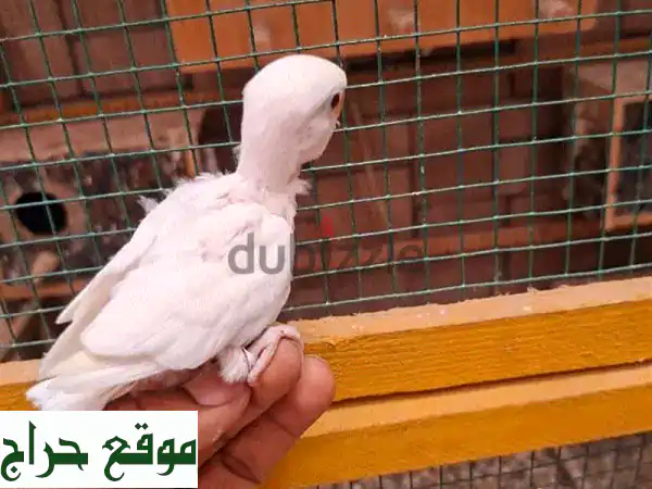 فرخ فيشر أبيض ناصع، صحيّ ومرحّ!  🏡🐦