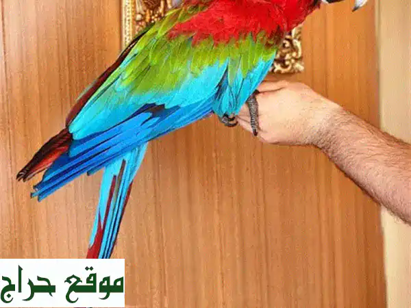 ببغاء مكاو أحمر أليف ومتكلم - عمر ٩ أشهر فقط!