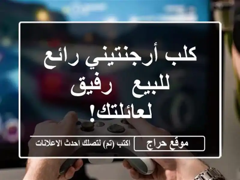 كلب أرجنتيني رائع للبيع - رفيق لعائلتك!