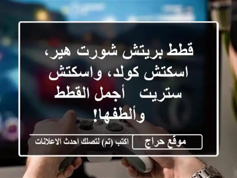 قطط بريتش شورت هير، اسكتش كولد، واسكتش ستريت -...