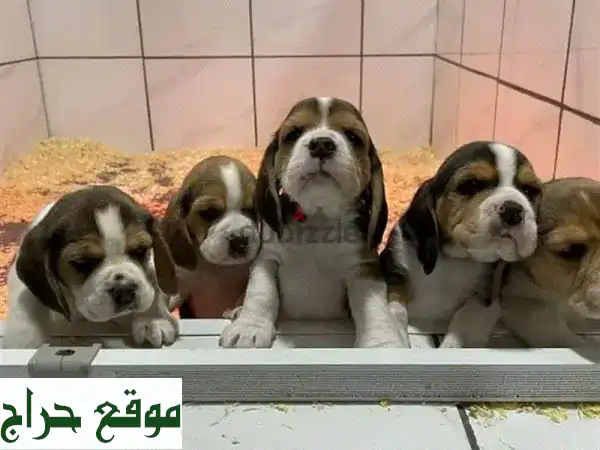 جرو بيجل راقي - ذكور وإناث - احجز الآن!