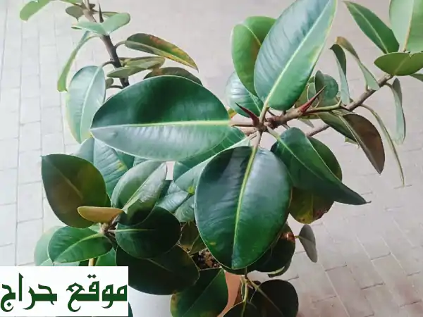 شجرة جميلة متوسطة الحجم للبيع - أضف لمسة طبيعية لمنزلك!