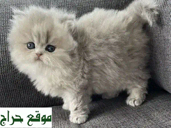 قطط سفنكس نقية عالية الجودة - نادرة وجميلة! توصيل متوفر