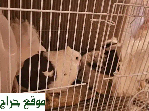 زوج حمام شيلد فن تيل  بصغار! فرصة نادرة لتربية حمام فاخر