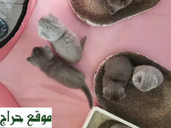 قطط اسكتلندية صغيرة للبيع - رفقاء فرويون رائعين ينتظرونك!