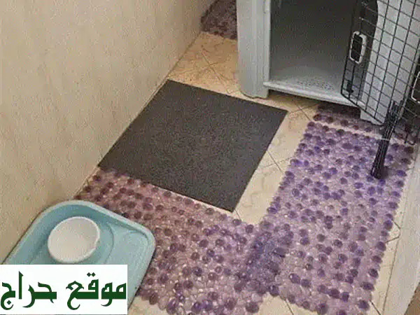 بوميرينيان رائعين (ذكر وأنثى) عمر 6 أشهر - صحة ممتازة! جاهزين لمنزل جديد!