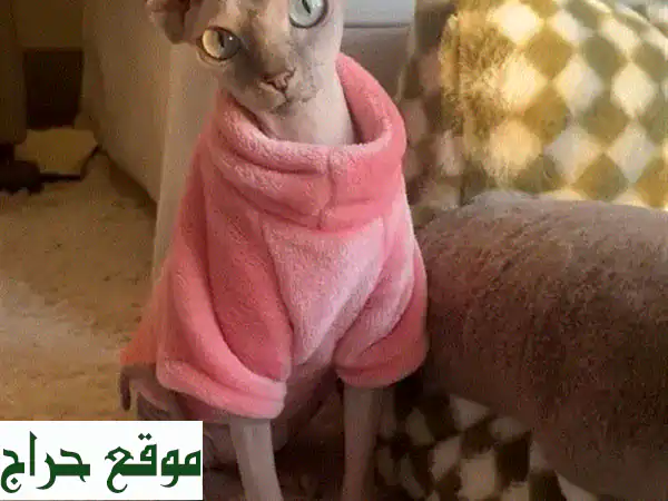 قطط سفنكس نقية عالية الجودة - نادرة وجميلة! توصيل متوفر