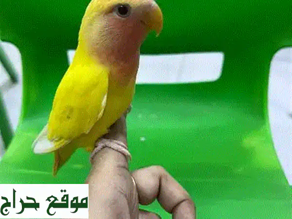 زوج طيور هندية انجلش رائعة للبيع - منتجة وصحية!