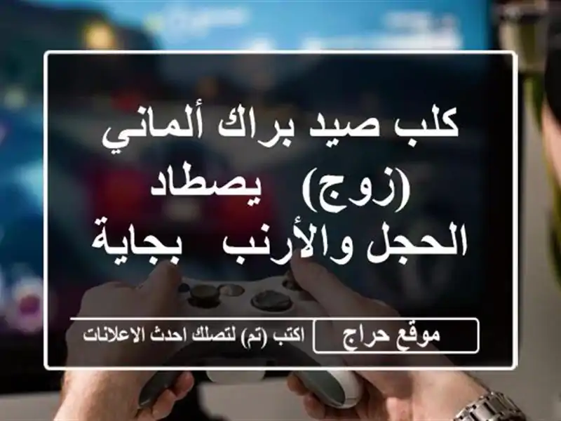 كلب صيد براك ألماني (زوج) - يصطاد الحجل والأرنب - بجاية