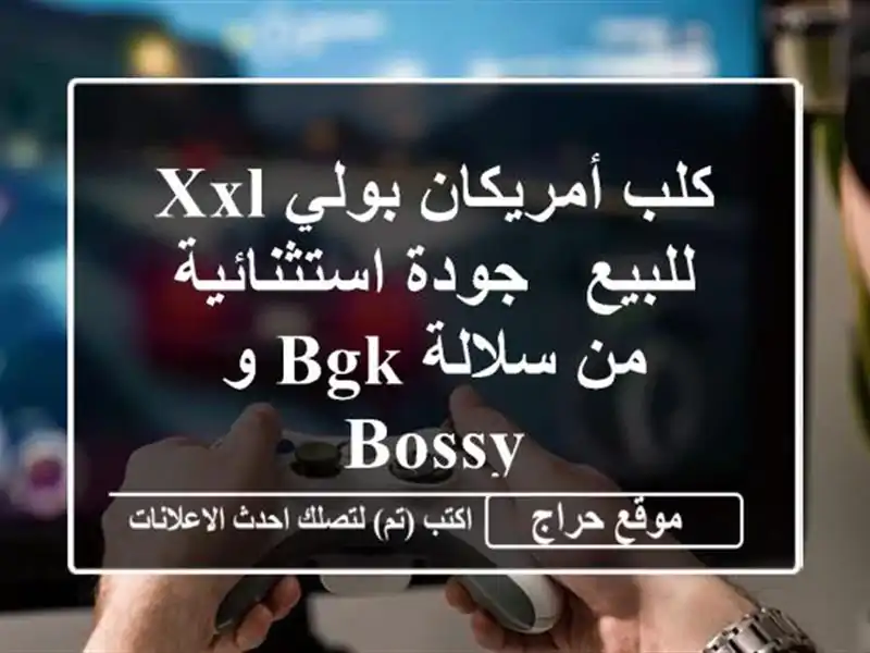 كلب أمريكان بولي XXL للبيع - جودة استثنائية من سلالة BGK...