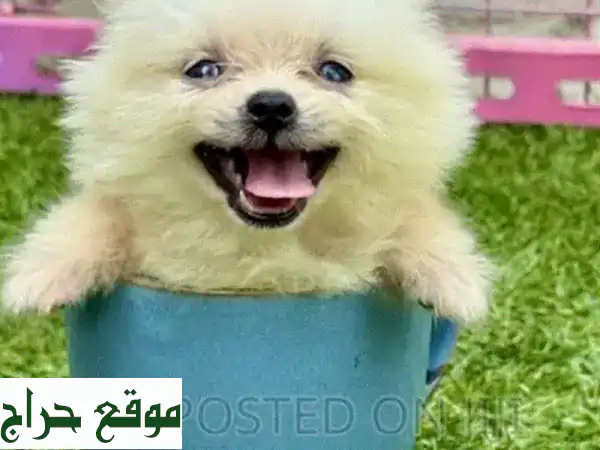كلاب بوميرانين صغيرة الحجم - ذكور - ألوان متنوعة - سلالة نقية