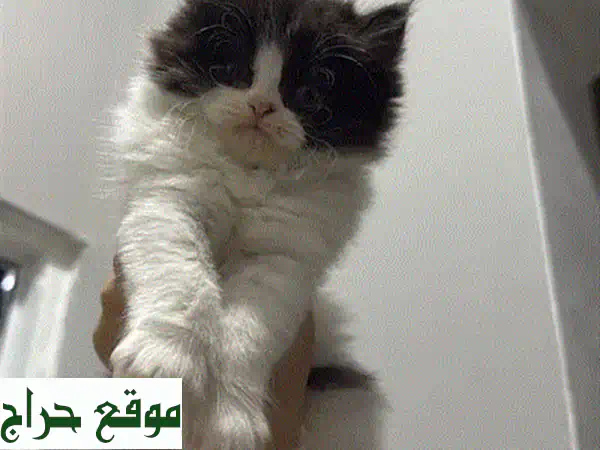 قطة شيرازية جميلة تبحث عن بيت دافئ ❤️ (للتبني)