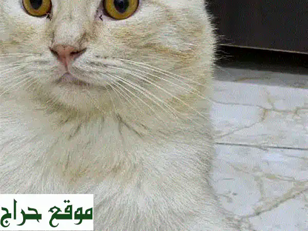قطة اسكتلندية فولد ذهبية اللون - للبيع عاجلاً! 😻