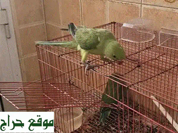 ببغاء أليف يدويّ الترويض للبيع - فرصة رائعة!