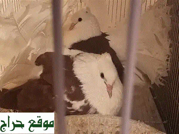 ببغاء أليف يدويّ الترويض للبيع - فرصة رائعة!