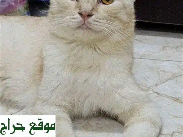 قطة اسكتلندية فولد ذهبية اللون - للبيع عاجلاً! 😻