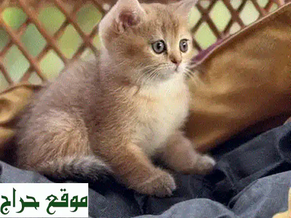 قطة اسكتلندية فولد ذهبية شنشيلة مستوردة - رفيق مخلص وعائلي!