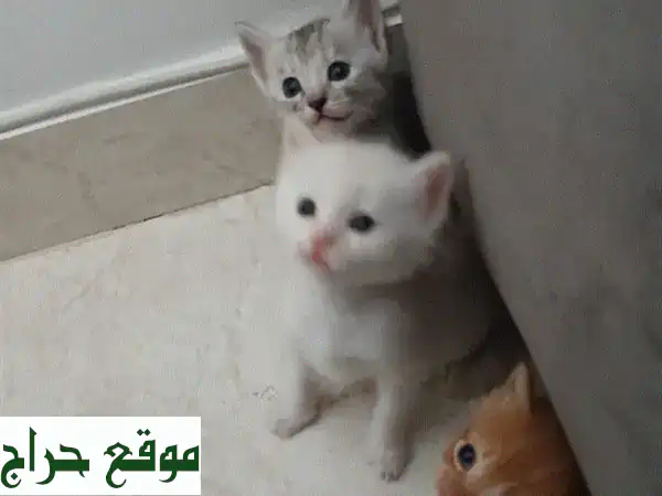 قطط فارسية مختلطة: أطفال فروية رقيقة ومرحبة تبحث...