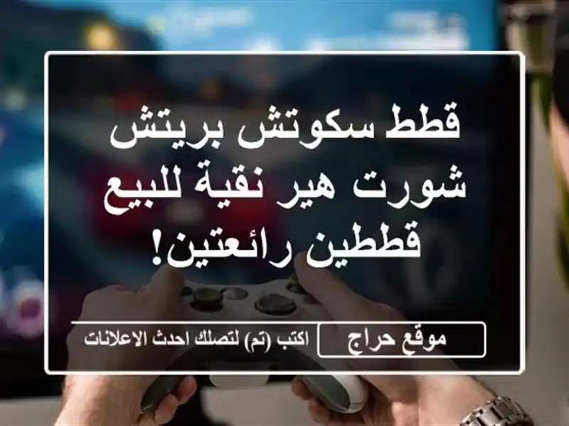 قطط سكوتش بريتش شورت هير نقية للبيع - قططين رائعتين!