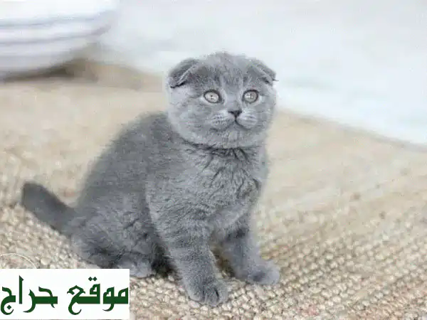 قطة اسكتلندية مطوية الأذنين - هدية رقيقة لعائلتك!