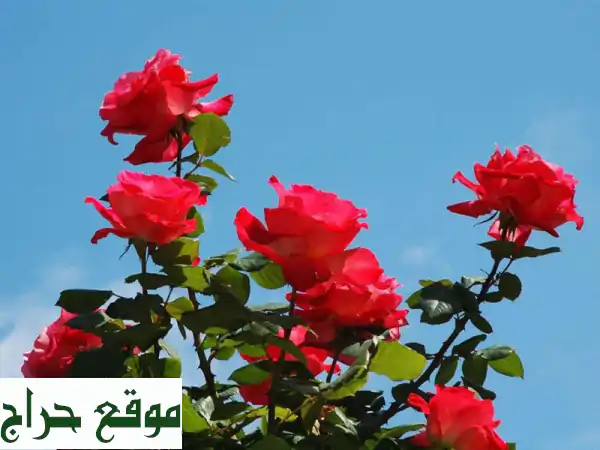 أزهارٌ تُزهرُ بيديكِ: خدمات زراعية متكاملة...